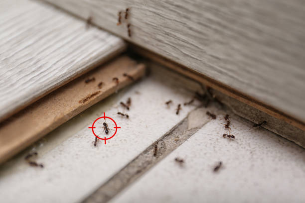 Best Exterminator Services  in Bridgeport, CT