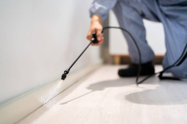 Best Local Pest Control Services  in Bridgeport, CT